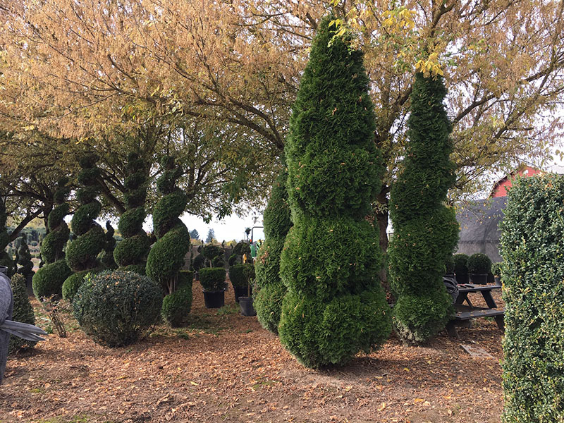 Spiral Balls with Cone Top Live Arborvitae Topiary